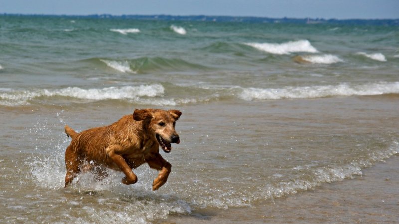 Best Dog Friendly Bay Area Hikes