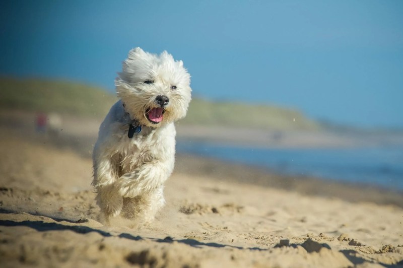 Best Dog Friendly Beach Holidays