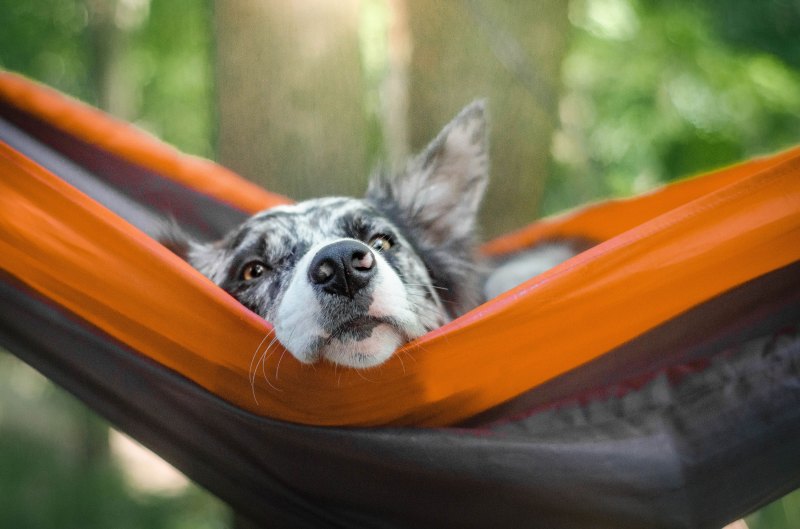 Best Dog Friendly Campgrounds