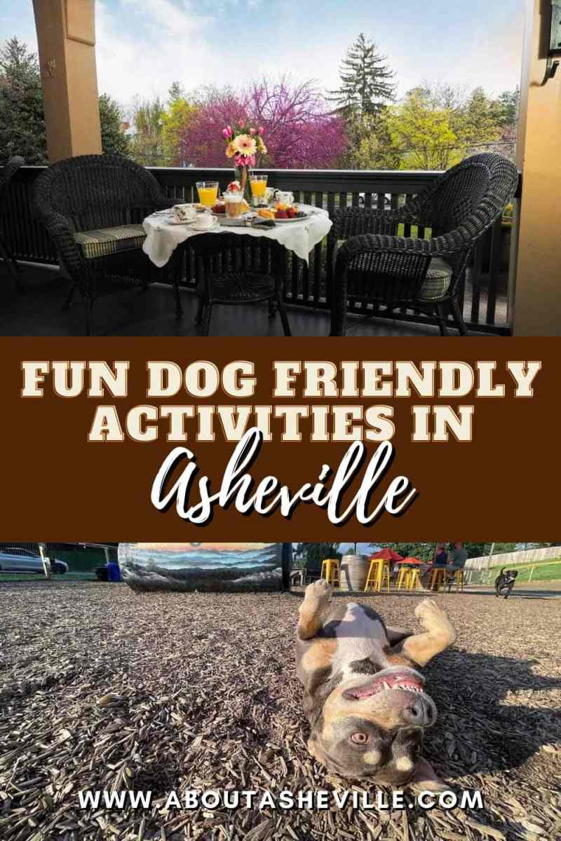 Best Dog Friendly Days Out Near Me