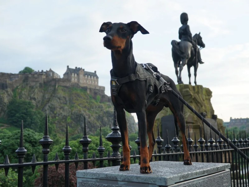 Best Dog Friendly Destinations Uk