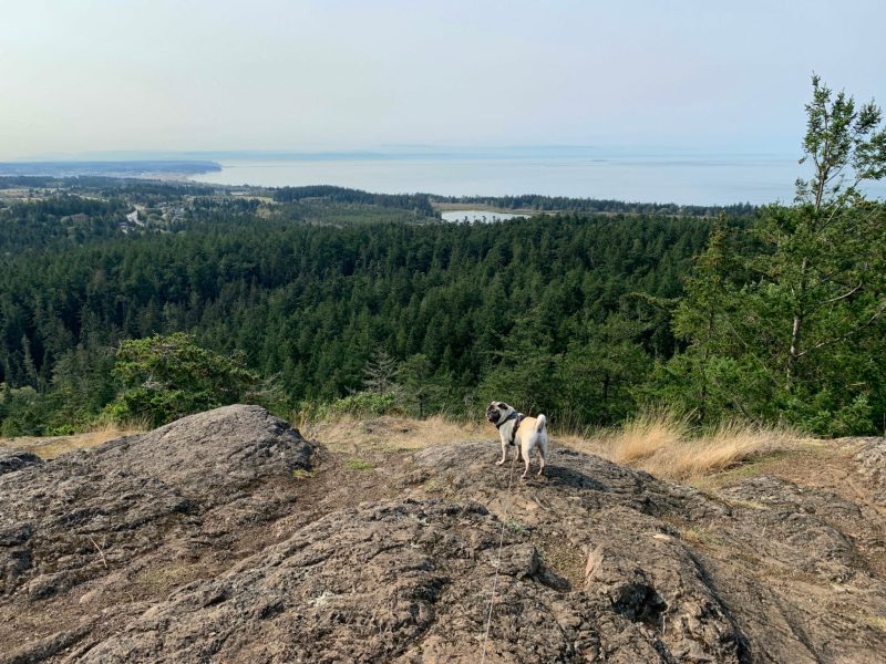 Best Dog Friendly Hikes Washington