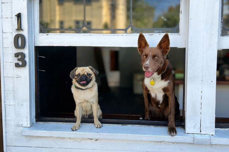 Best Dog Friendly Pubs