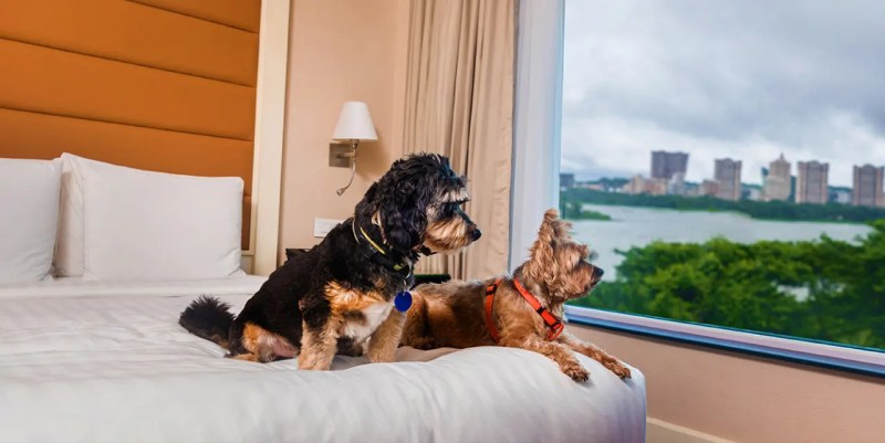 Best Dog Friendly Resorts