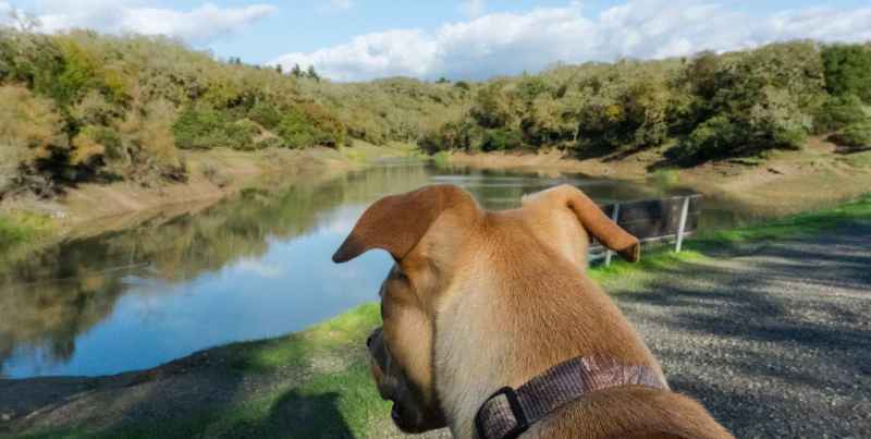 Best Dog Friendly Vacations Southeast