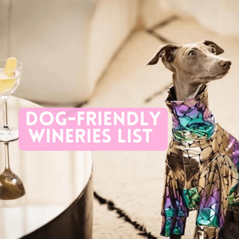 Best Dog Friendly Winery Near Me