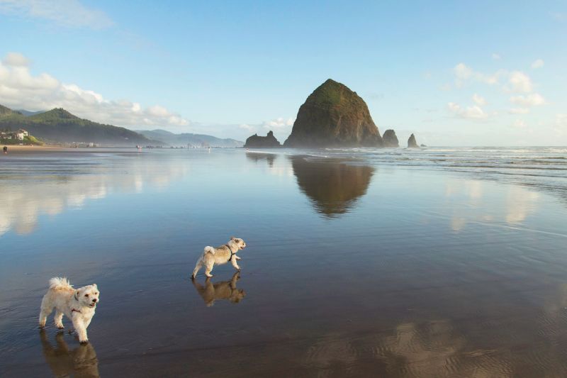 Best Pet Friendly Resorts In Washington State