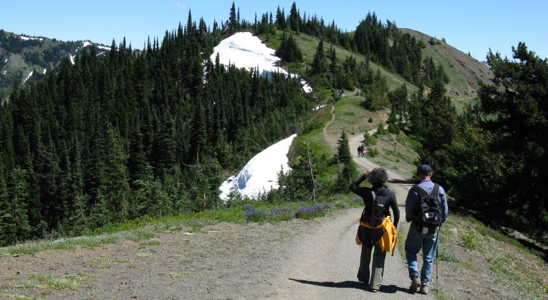 Best Short Hikes In Olympic National Park