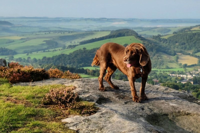 Dog Friendly Holidays Devon And Cornwall