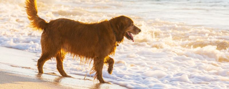 Dog Friendly Holidays Uk