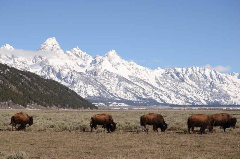 Dog Friendly Lodging Near Jackson Hole Wy