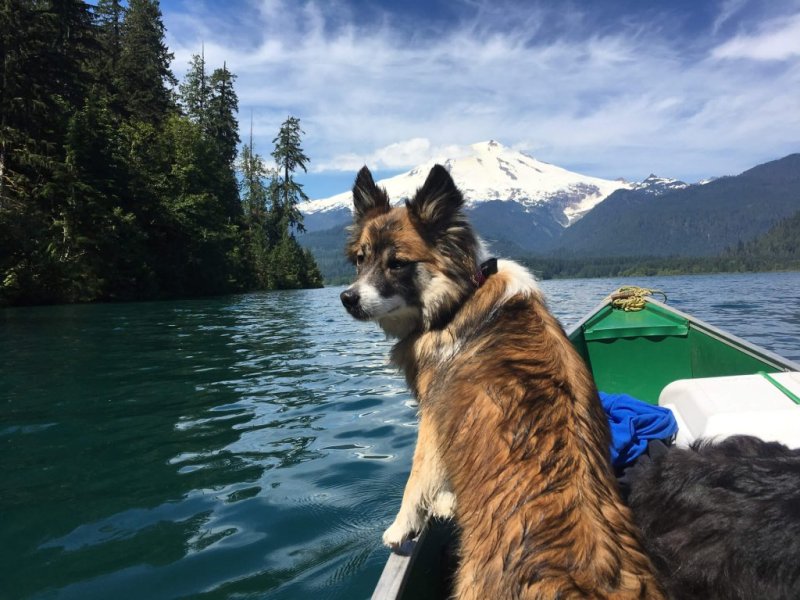 Dog Friendly Resorts Washington