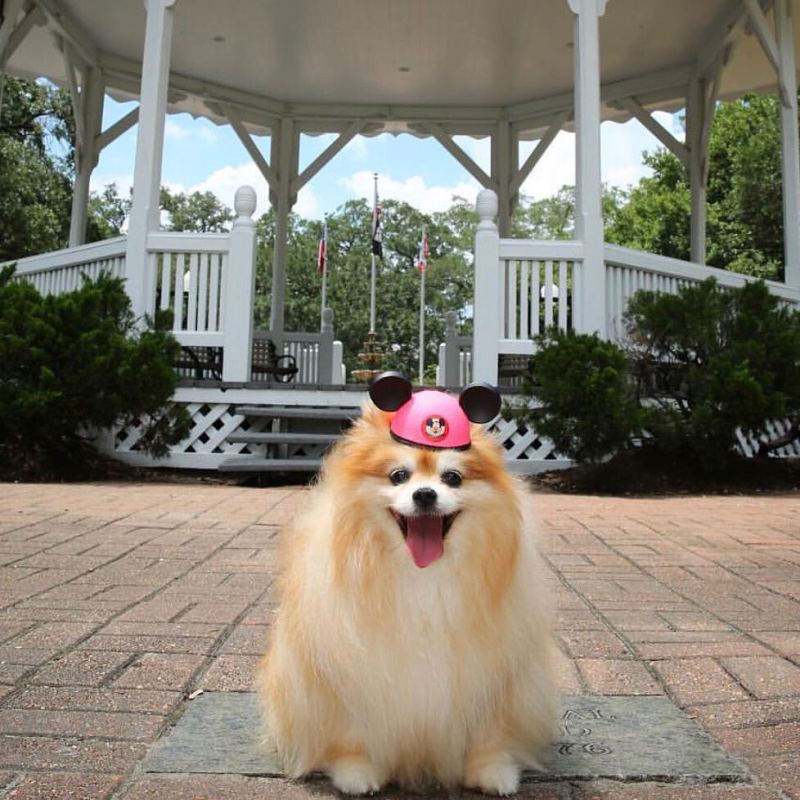 Dog-friendly Vacation Resorts