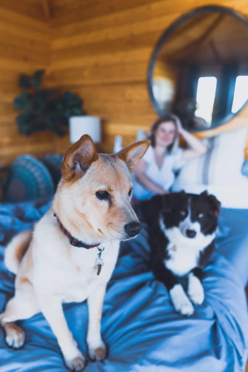 Dog Friendly Vacation Spots Near Me