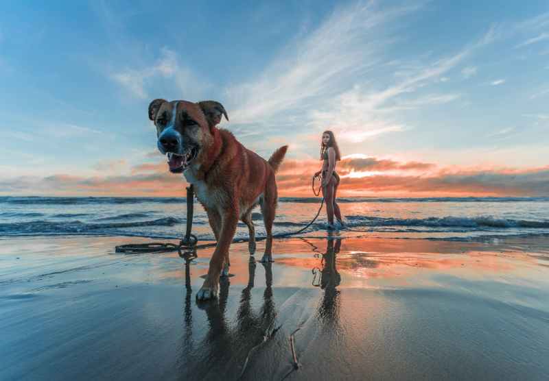 Dog Friendly Vacation Spots