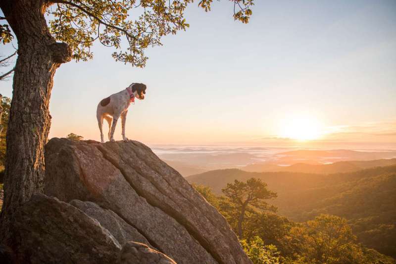 Dog Friendly Vacations In October