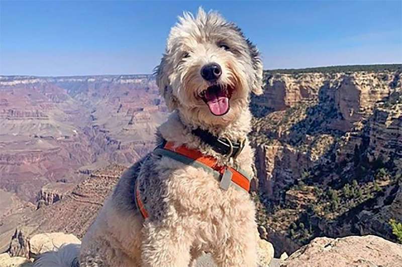 Dog Friendly Vacations In The Midwest