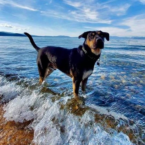 Dog-friendly Vacations In The South