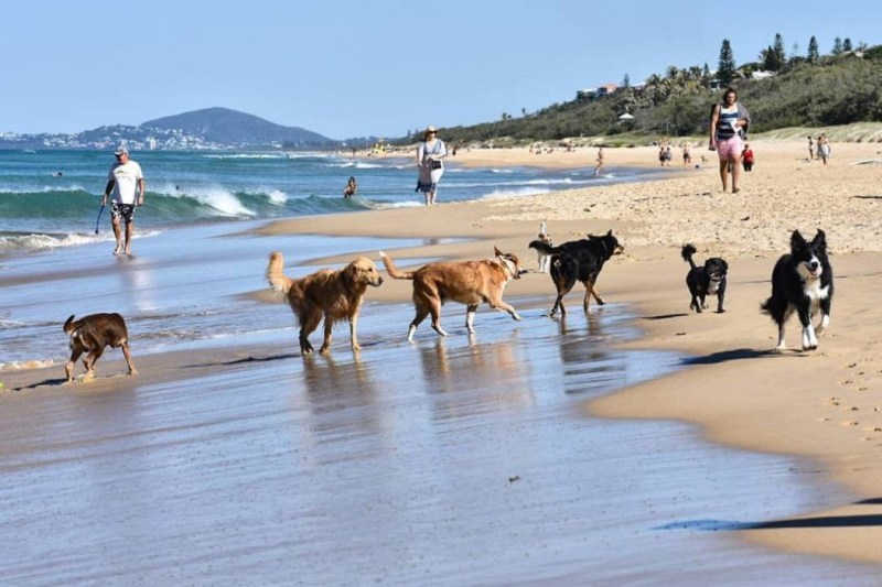 Off Leash Dog Friendly Beaches Near Me