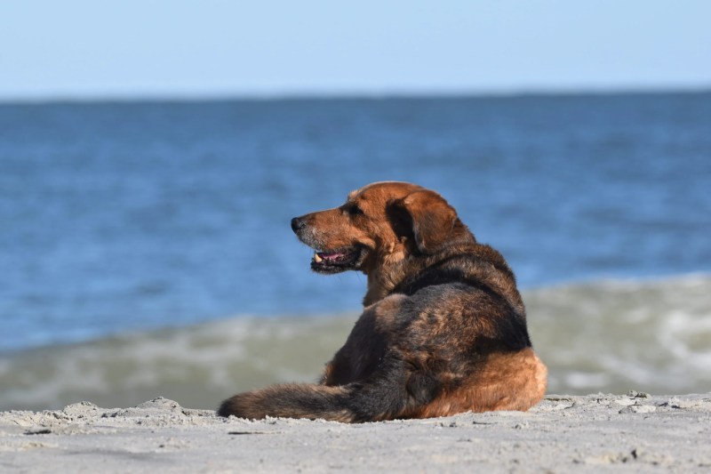 Pet Friendly Beach Vacations Near Me