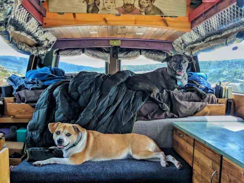 Trips With Multiple Dogs