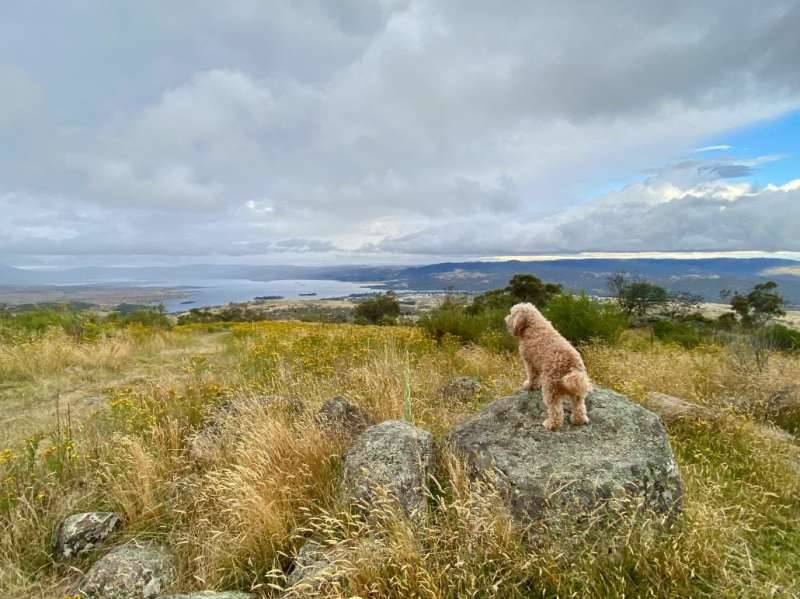 Best Dog Friendly Accommodation Jindabyne