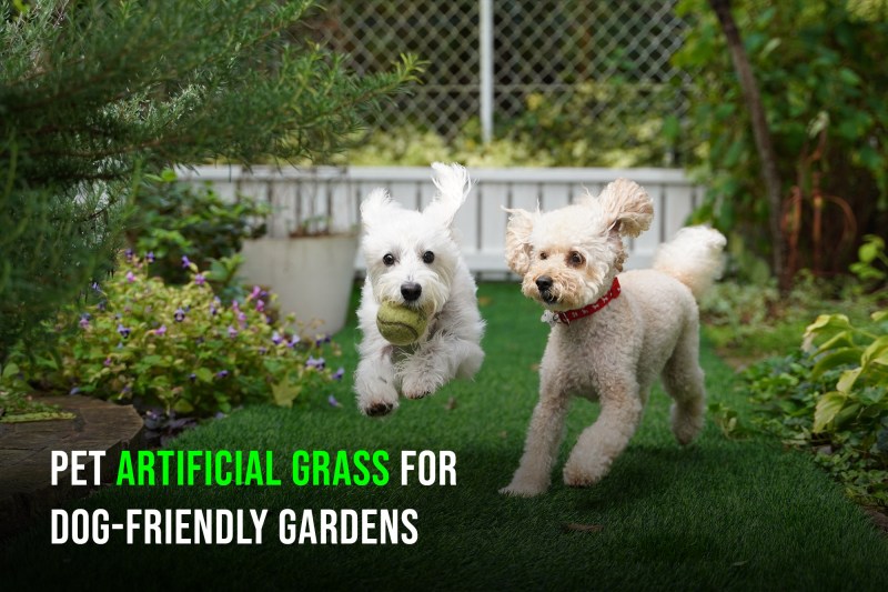 Best Dog Friendly Artificial Grass