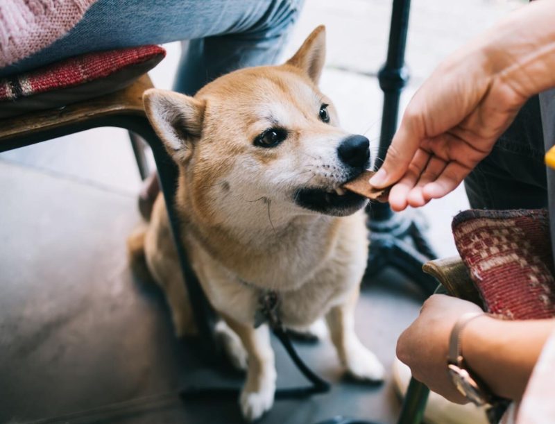 Best Dog Friendly Bars Denver