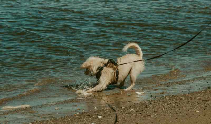 Best Dog Friendly Beaches Norfolk