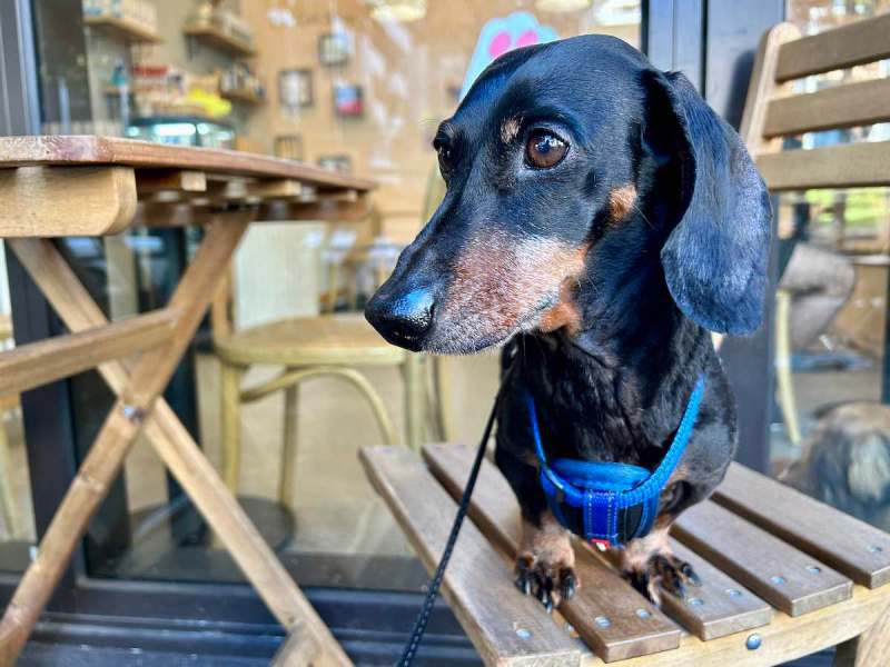 Best Dog Friendly Cafes Sydney