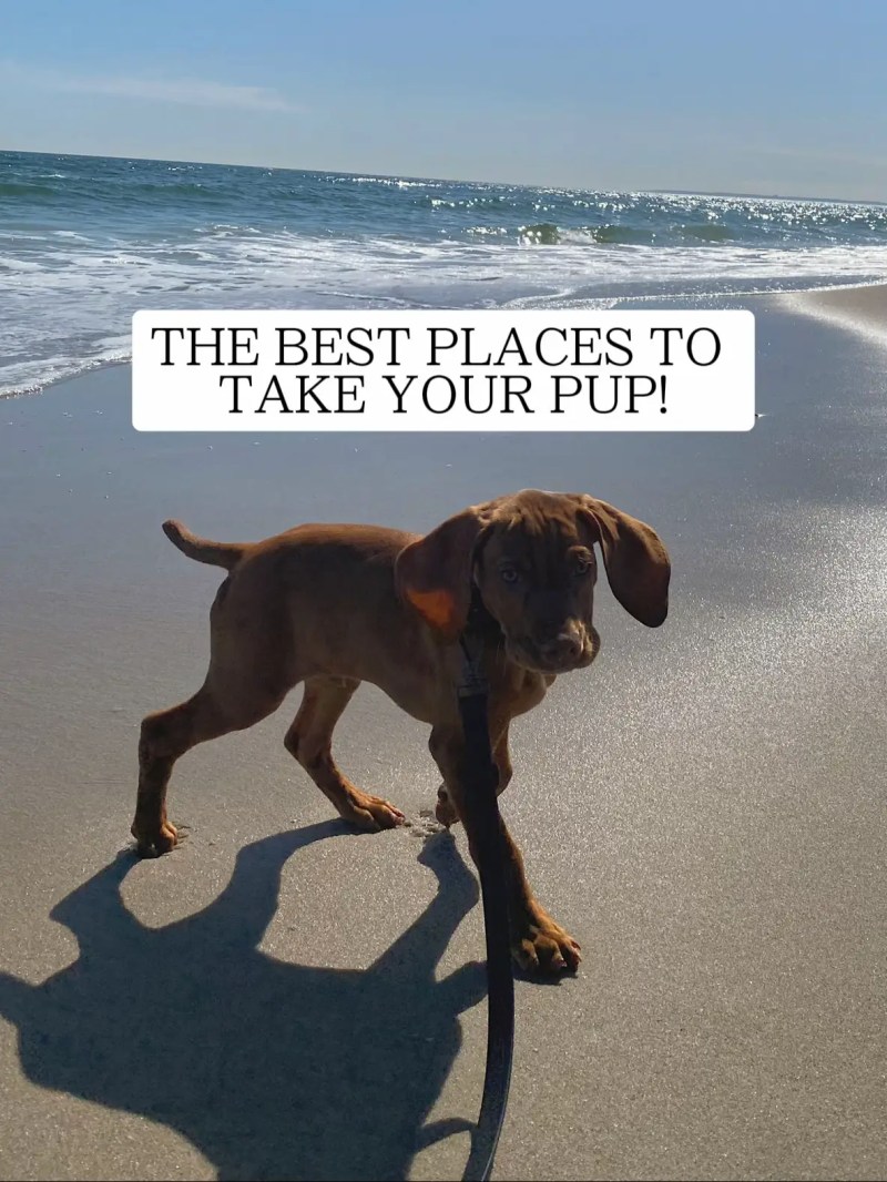 Best Dog Friendly Destinations Usa