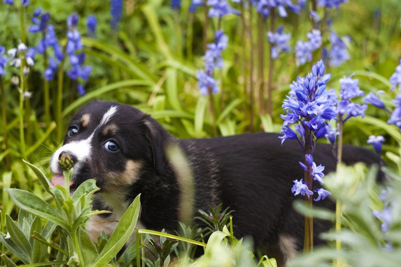 Best Dog Friendly Fertilizer