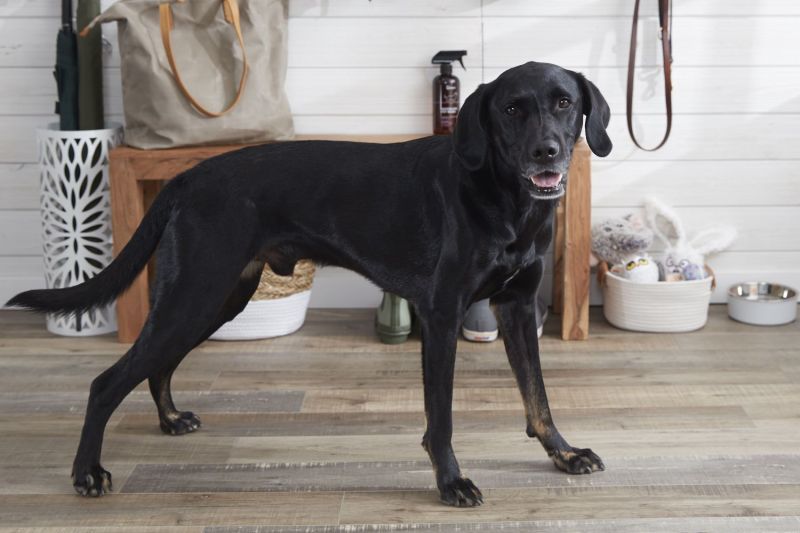 Best Dog Friendly Flooring