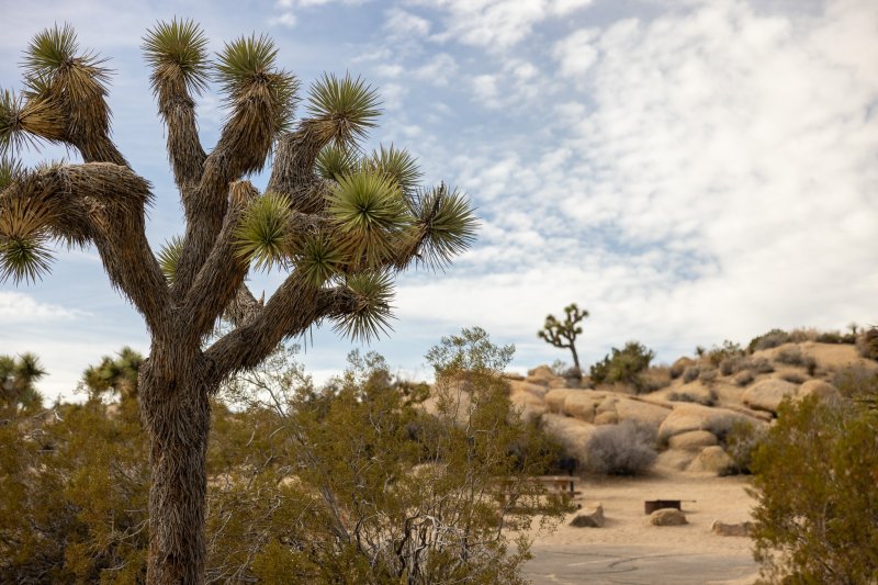 Best Dog Friendly Hikes Joshua Tree