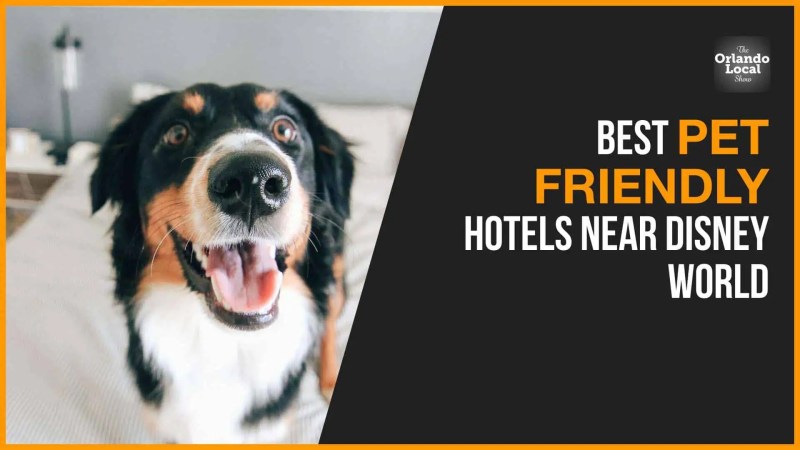 Best Dog Friendly Marriotts