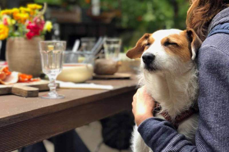 Best Dog Friendly Restaurants Manchester