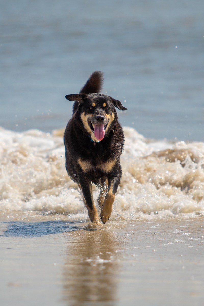 Best Dog Friendly Vacations Near New Jersey