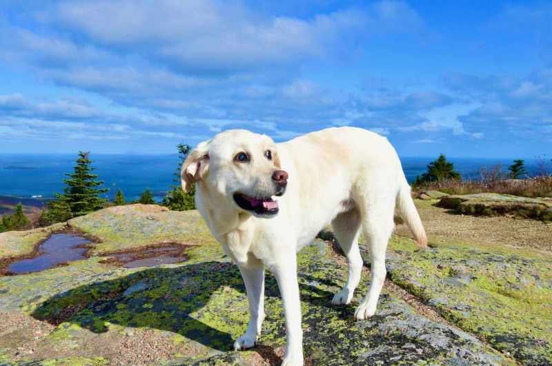 Best Dog Friendly Vacations North Carolina