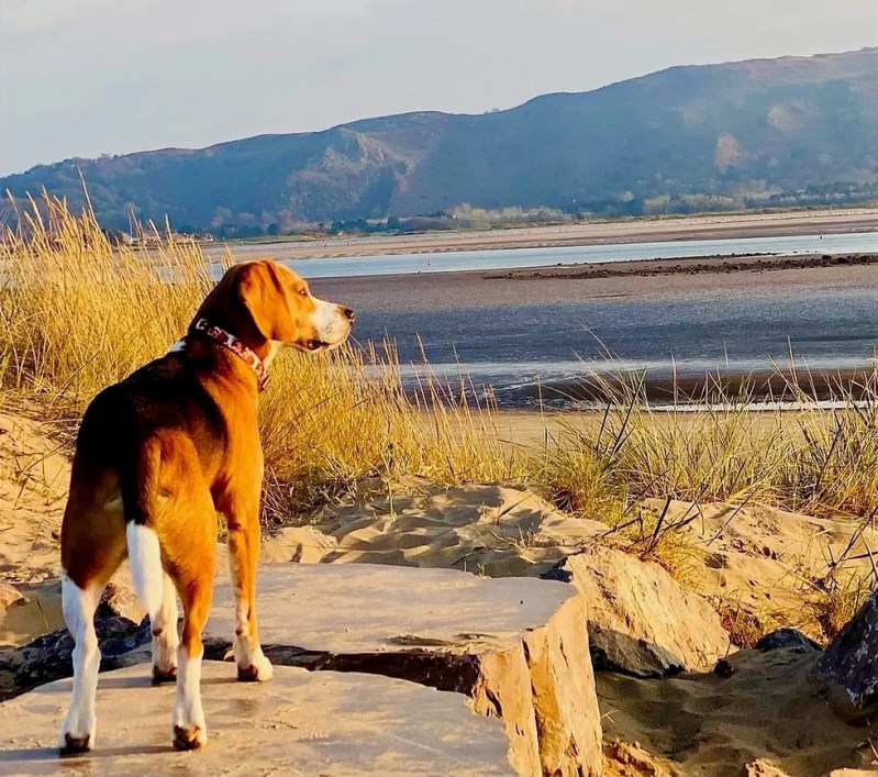 Best Dog Vacations West Coast