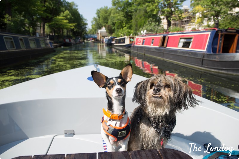 Dog Friendly Boat Trips Near Me