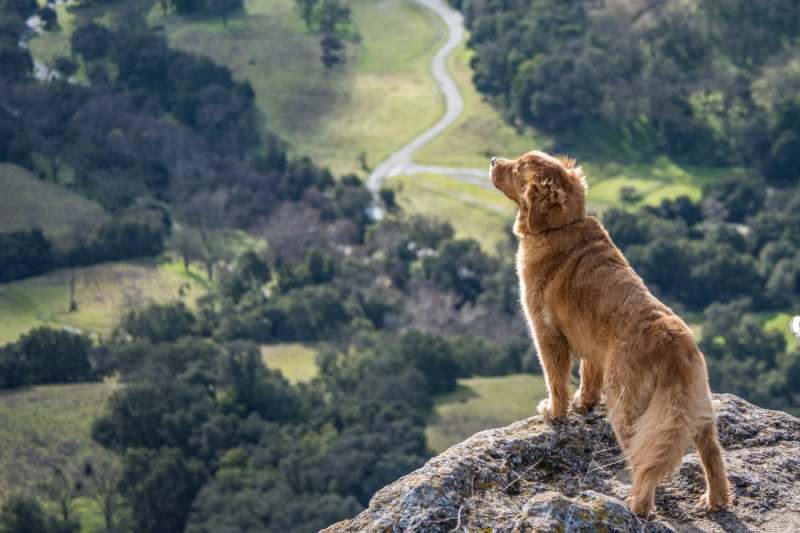 Dog Friendly Holidays In East Yorkshire