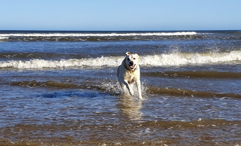 Dog Friendly Holidays Uk Beach