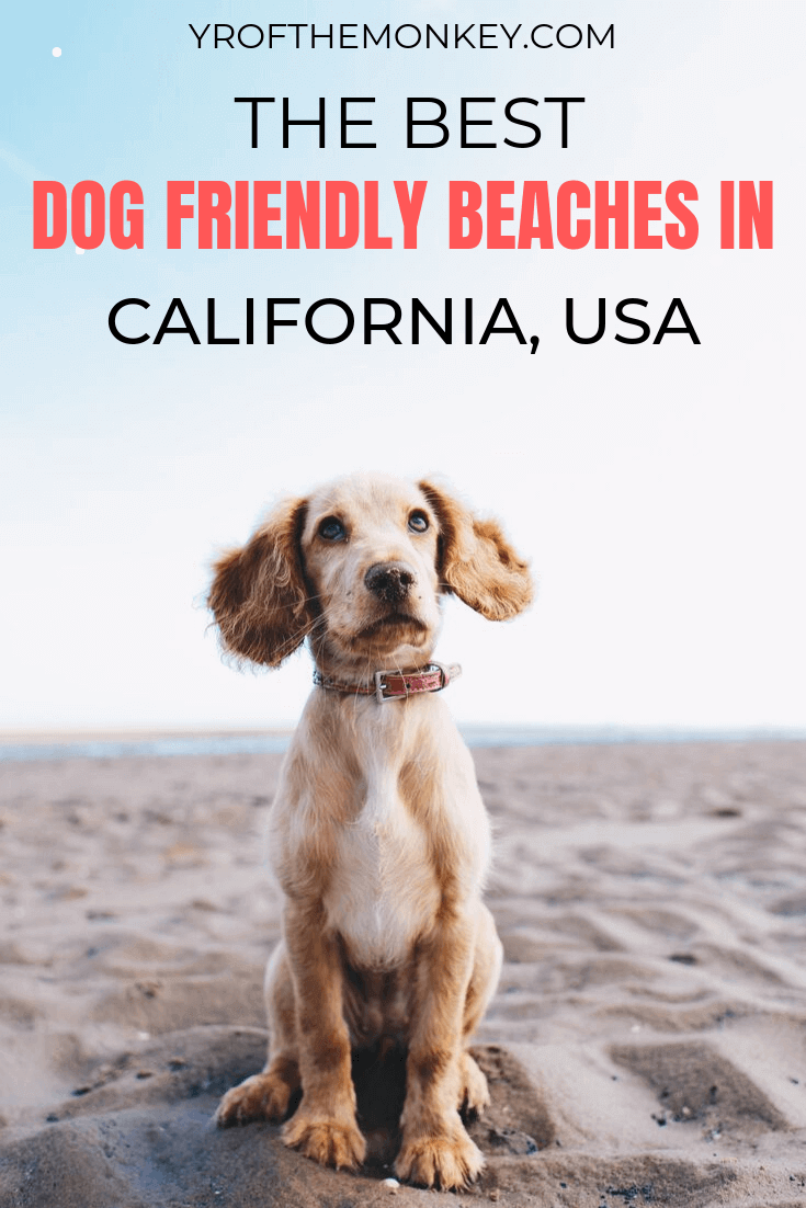 Dog Friendly Hotel Jenner Ca