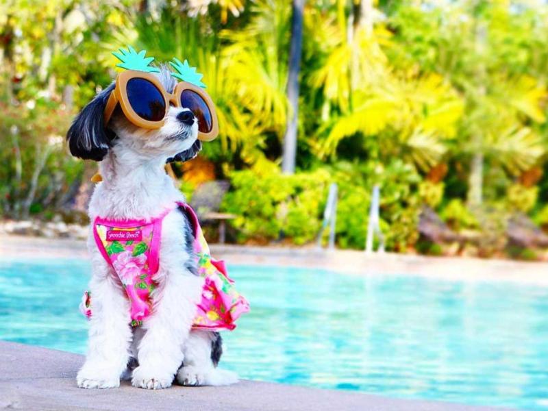 Dog Friendly Resorts Florida