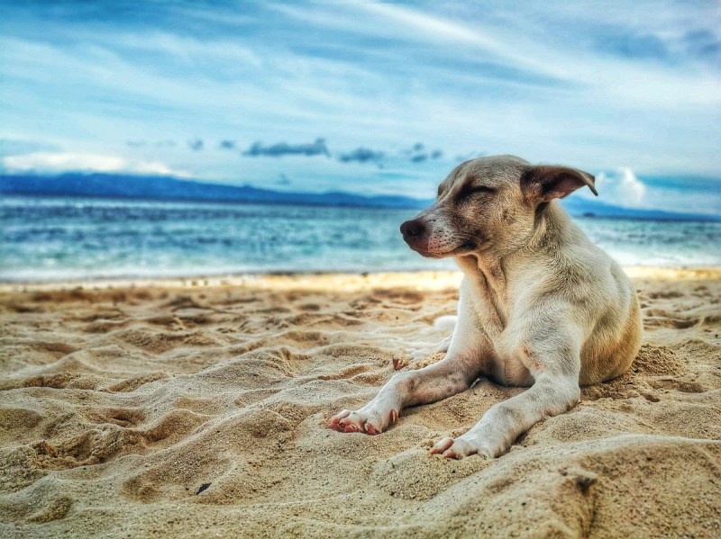 Dog Friendly Vacation Spots East Coast