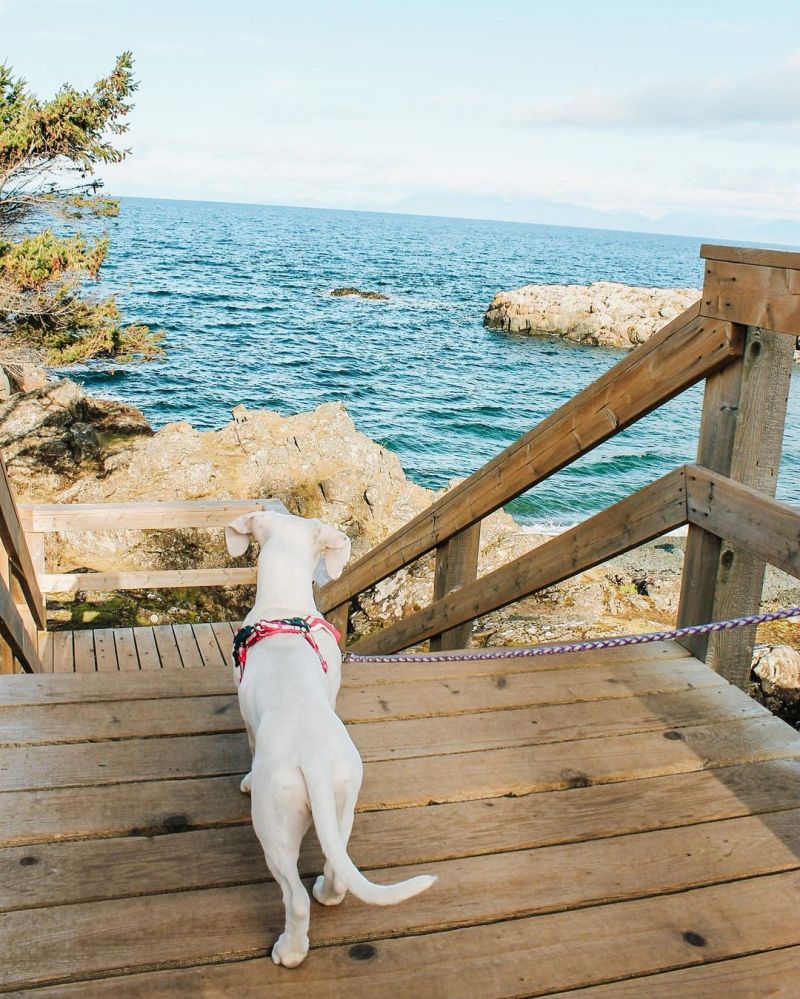 Dog Friendly Vacations Minnesota