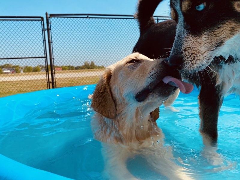 Michigan Vacations With Dogs