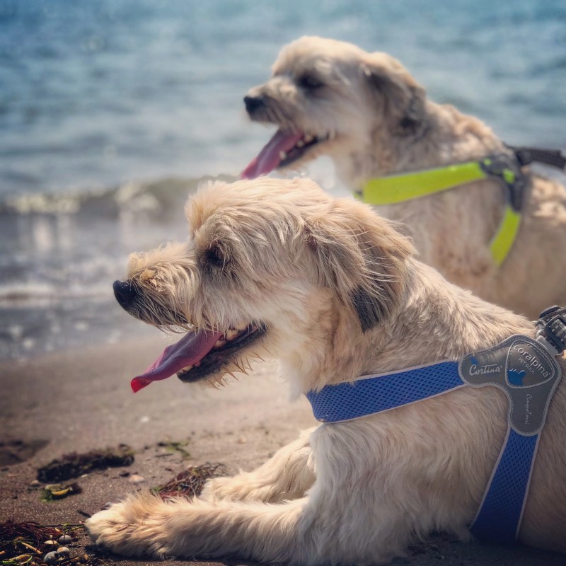 Most Dog Friendly Beaches East Coast