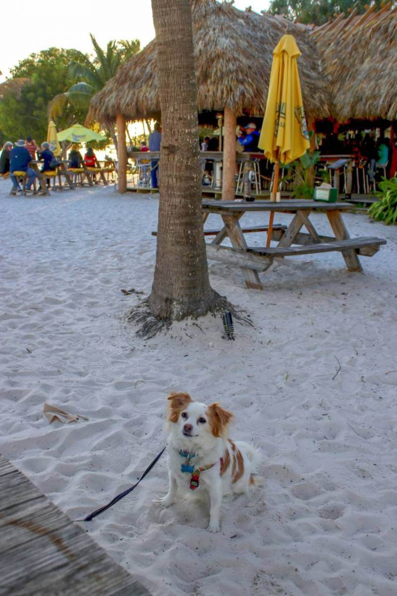 Pet Friendly Vacation Spots Near Me